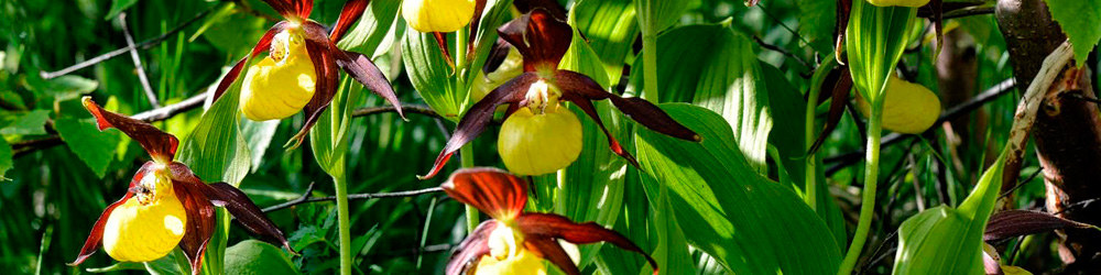 fauna-flora-valle-tena-aragon